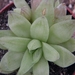 haworthia  turgida .v. reticulata   ( swallen )