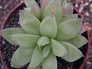 haworthia  turgida .v. reticulata   ( swallen )