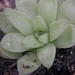 haworthia  turgida .v. reticulata   ( swallen )                  