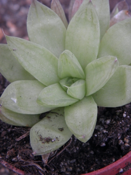 haworthia  turgida .v. reticulata   ( swallen )                  