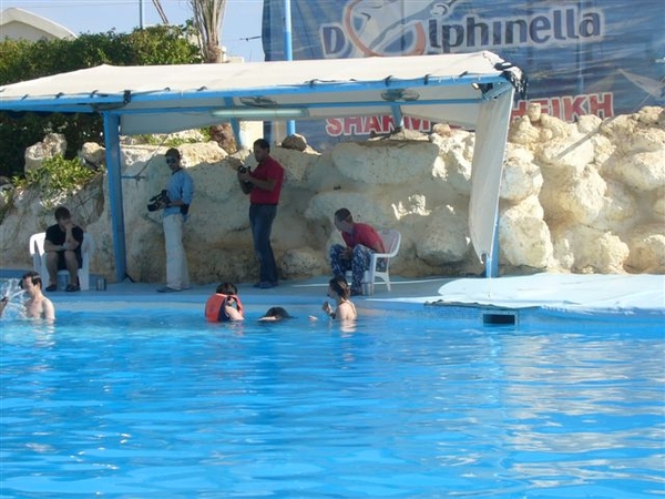 zwemmen met de dolfijnen