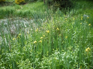 IMGP5875