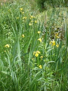 IMGP5884