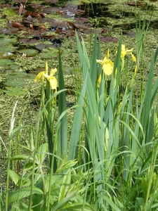 IMGP5888