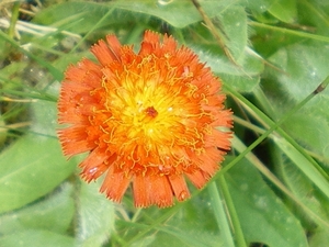 IMGP5892