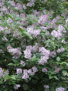 IMGP5895