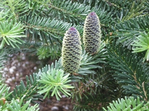 IMGP5901