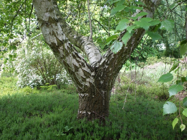 IMGP5907
