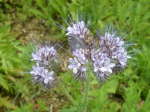 IMGP5922