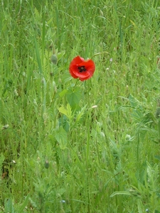 IMGP5927
