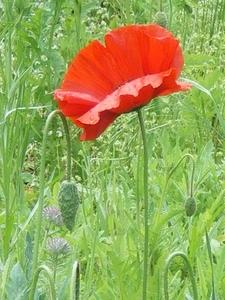 IMGP5931