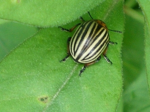 IMGP5938