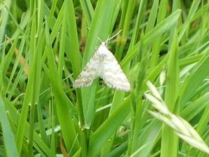 IMGP5944