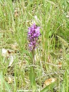 IMGP5946