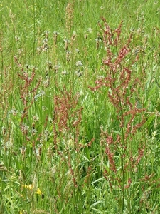 IMGP5947
