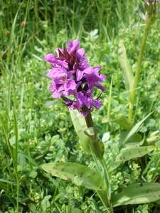 IMGP5953