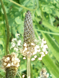 IMGP5954