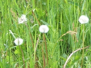 IMGP5955