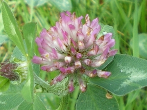 IMGP5956
