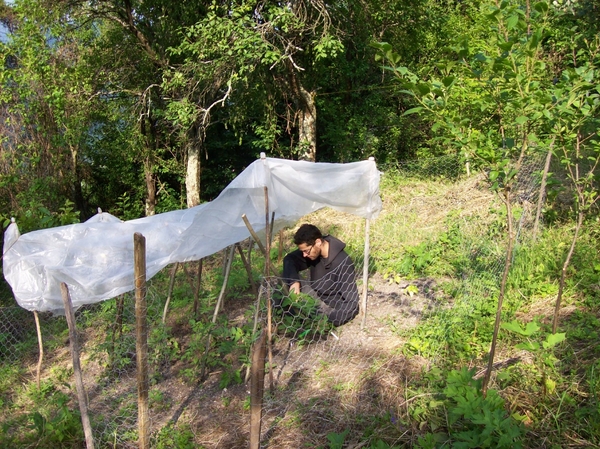 onkruid wieden