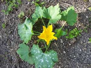 courgette