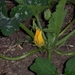 courgette