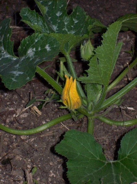 courgette