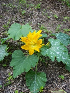 courgette