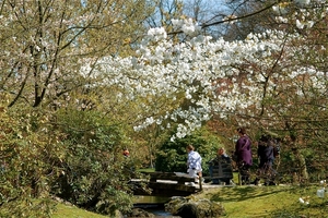 Japanse tuin Hasselt