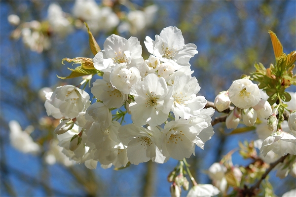 Japanse tuin Hasselt