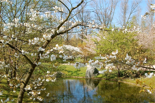 Japanse tuin Hasselt