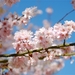 Japanse tuin Hasselt