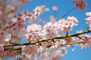 Japanse tuin Hasselt