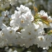 Japanse tuin Hasselt