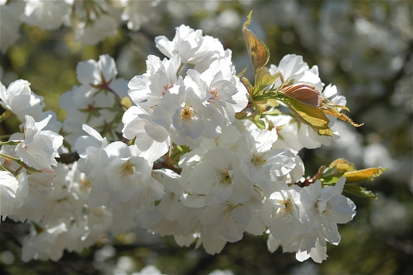 Japanse tuin Hasselt