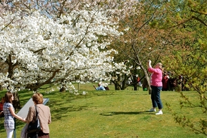 Japanse tuin Hasselt