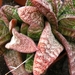 gasteria  batesiana