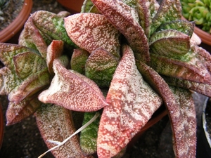 gasteria  batesiana