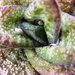 gasteria  batesiana.                                             