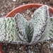 gasteria  baylissiana