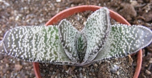 gasteria  baylissiana