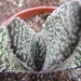 gasteria  baylissiana.                                           