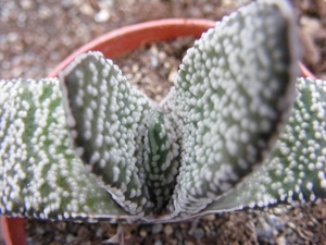 gasteria  baylissiana.                                           