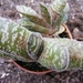 gasteria  bicolor