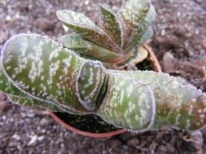 gasteria  bicolor