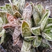 gasteria  bicolor . v . liliputana