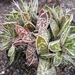 gasteria  bicolor . v . liliputana.                              