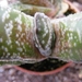 gasteria  bicolor.                                               