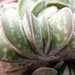 gasteria  brachyphylla                                           