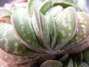 gasteria  brachyphylla                                           